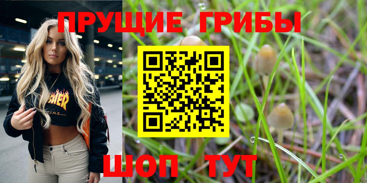 Иваново  Псилоцибиновые грибы Psilocybe  Вход с VPN 