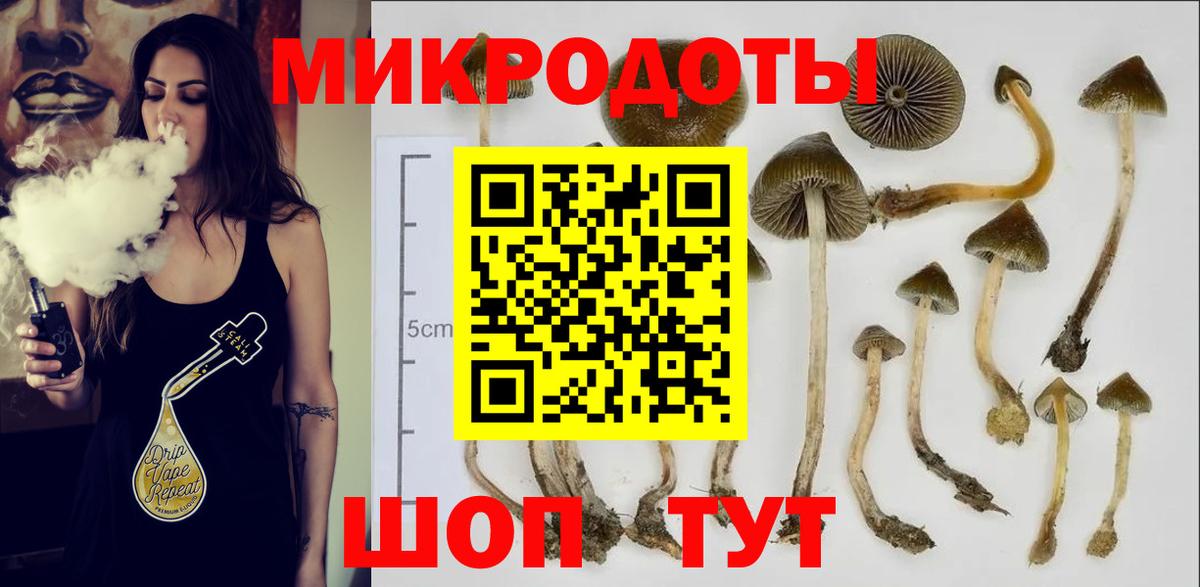 Псилоцибиновые грибы Psilocybe Иваново
